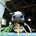 Eine Kuh in Nahaufnahme beim Gras fressen