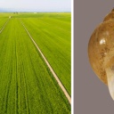 Links im Bild ist ein Reisfeld im spanischen Ebro-Delta zu sehen. Rechts das Schneckenhaus der Austropeplea viridis.