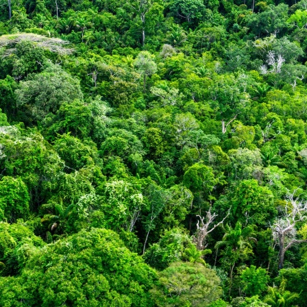 Bäume bilden eine grüne Decke im Amazonas-Regenwald, aufgenommen aus einem Flugzeug.