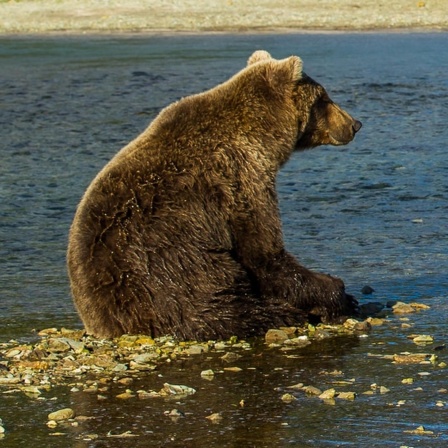 Zusammenleben von Mensch und Bär, Erforschung von Bären, Umstrittener Grenzwert für Bisphenol A