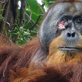 Orang-Utan mit Wunde unter dem Auge