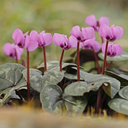 Das Vorfrühlingsalpenveilchen bildet Blumenteppiche aus.