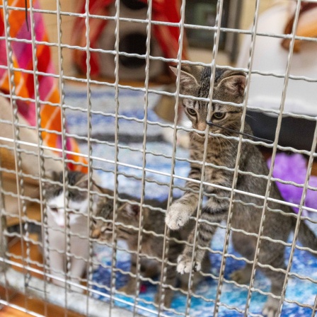 Kleine Katzen sind im Tierheim Lahr in einem Zwinger untergebracht. 