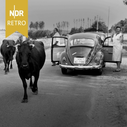 NDR Retro: Eine Herde Kühe passiert auf einem Weg Menschen, die an ihren angehaltenen Autos stehen
