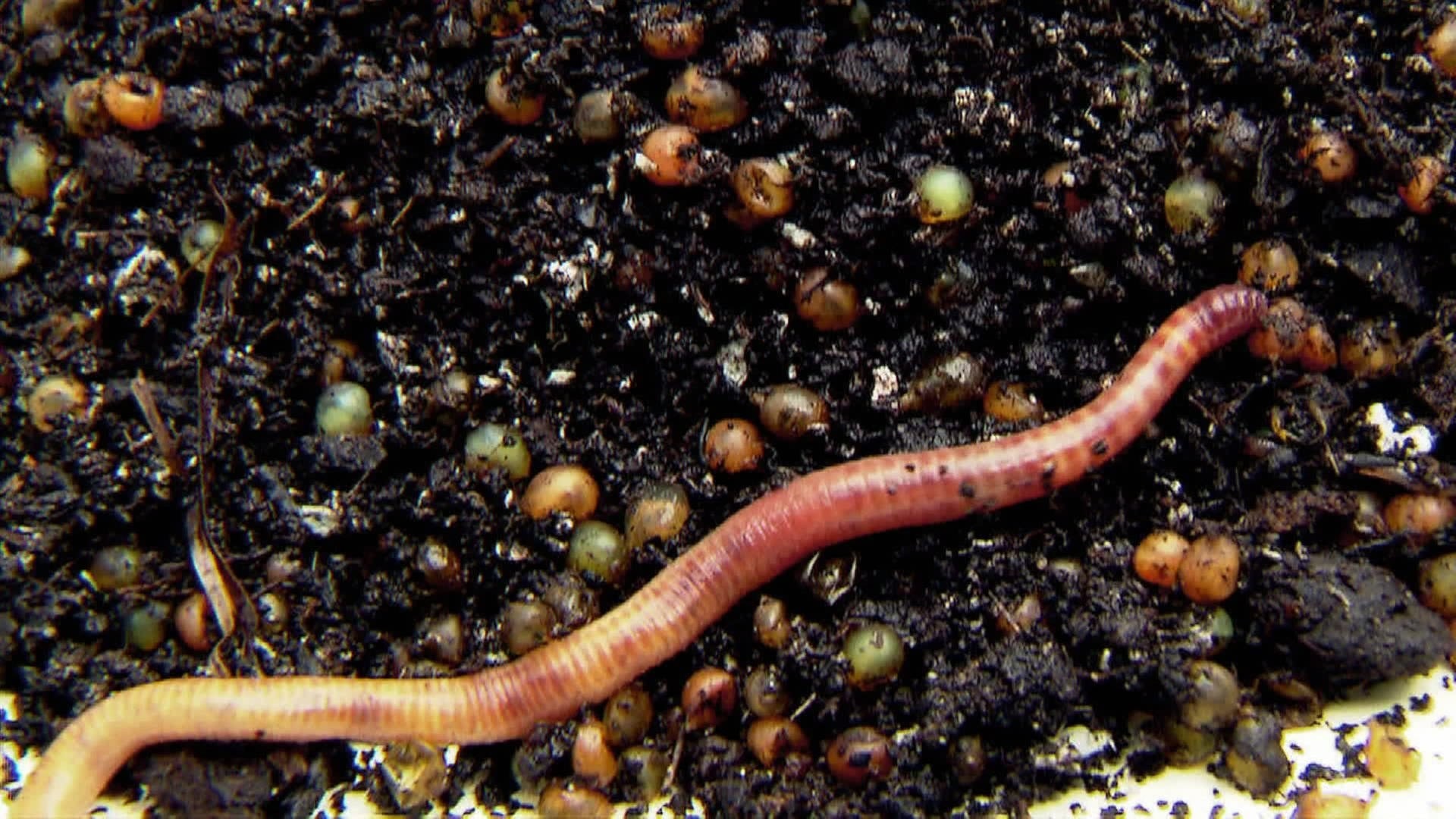 natürlich! Was ein Regenwurm Gutes für den Garten leistet ARD Mediathek