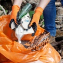 Eine freiwillige Helferin wirft den am Kölner Rheinufer gefundenen Müll in einen Müllsack