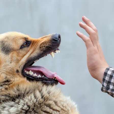 Ein Hund reißt das Maul auf, daneben zum Schutz erhobene Arme