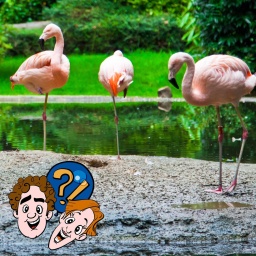 Verlieren Flamingos auch mal das Gleichgewicht, wenn sie auf einem Bein stehen?