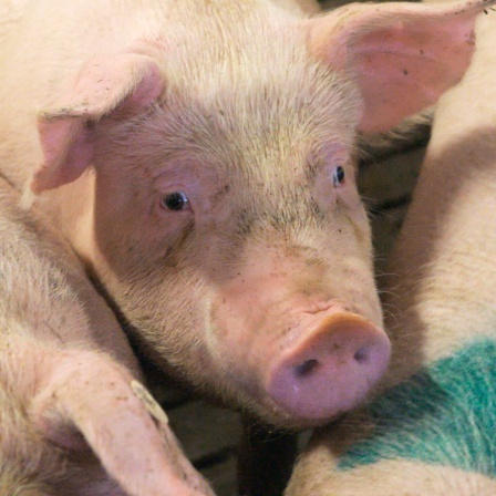 Ein Schweineleben: 120 Kilo Gewicht und so viel Platz pro Tier wie in einer Standardbadewanne.