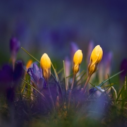 Krokusse