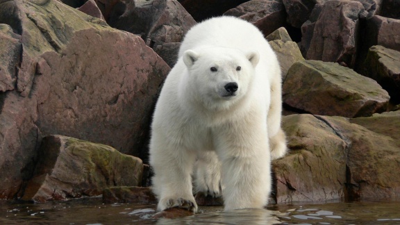 Erlebnis Erde - Erlebnis Erde: Das Abenteuer Der Eisbärenkinder