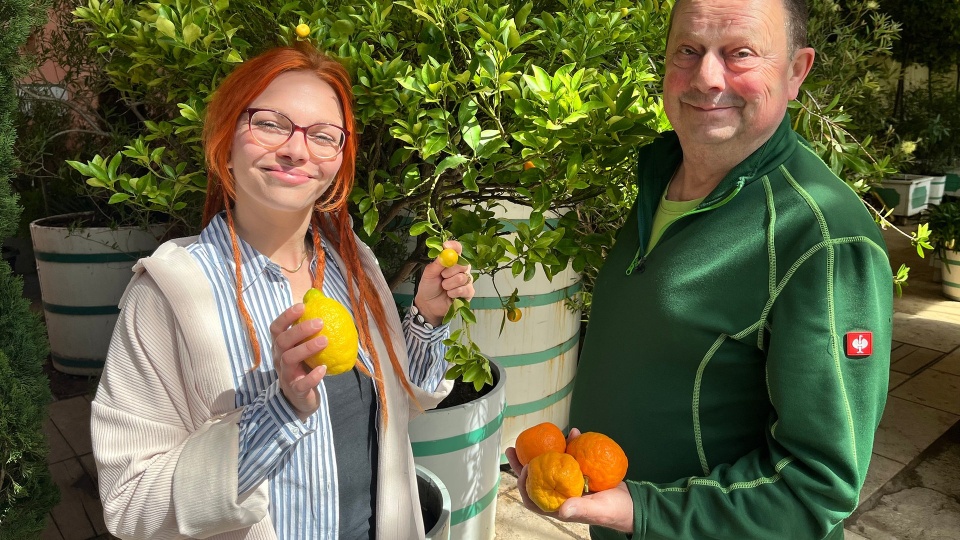 Zitronenbaum und andere Zitrusfrchte im Topf richtig pflegen