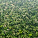 Regenwald im Dzanga-Nationalpark im Dreilaendereck Kongo, Kamerun und Zentralafrikanische Republik in Bayanga, 13.03.2015. Copyright: Michael Gottschalk/picture alliance/photothek