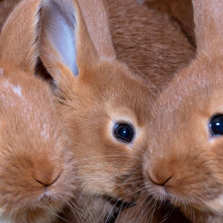 Die Tierdocs: Kaninchen vermehrt sich sehr schnell