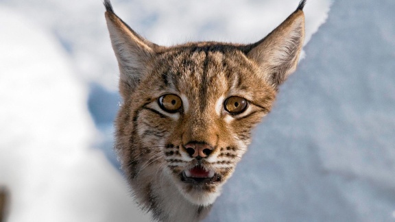 Erlebnis Erde - Die Rückkehr Der Raubtiere – Wolf, Luchs Und Bär Auf Dem Vormarsch