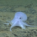 Der Gespensteroktopus, der seine Eier im Schwamm auf Manganknollen ablegt