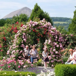 Besucher des Europa-Rosariums Sangerhausen gehen an Beeten mit blühenden Rosen entlang, während im Hintergrund eine Schutthalde vom früheren Kupferschieferbergbau in den Himmel ragt. 