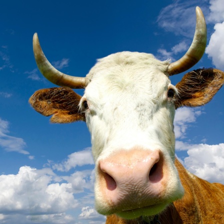 Die Kuh - Nutztier und Kultfigur