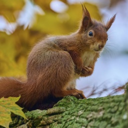 Städte auch für Tiere planen: Eichhörnchen sitzt auf einem Baum