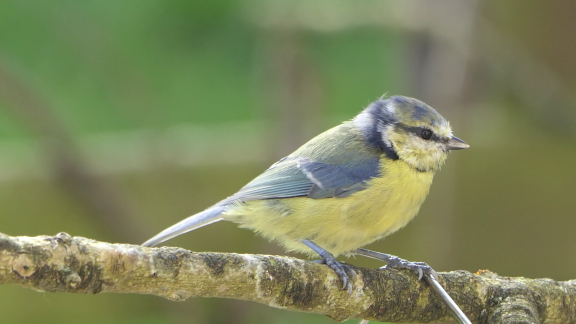 Wer Weiß Denn Sowas? - Was Gilt Für Singvögel In Den Wintermonaten.