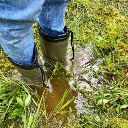 Unterwegs im Gummistiefel-Land: Moore können beim Hochwasserschutz helfen