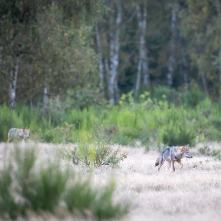 Zwei Wolfswelpen streifen in der Kernzone der Döberitzer Heide durch das Gras.
