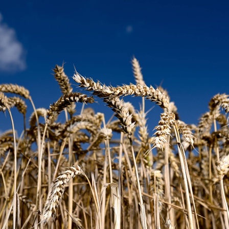 Erntereifer Weizen leuchtet auf einem Getreidefeld