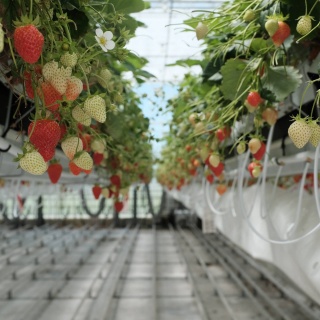 Forschungsgewächshaus: Erdbeer-Kästen sind nach rechts und links verschiebbar. Für die Ernte schiebt man zwei Reihen auseinander. So wird der Ertrag pro Quadratmeter höher.