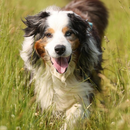 Die Tierdocs: Hund trinkt Rotwein