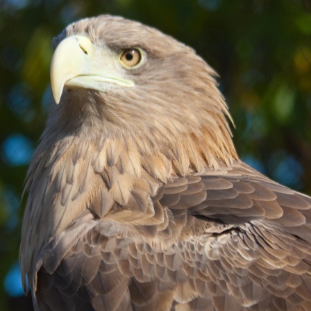 Vogelforschung - Neues aus der Welt der Vögel