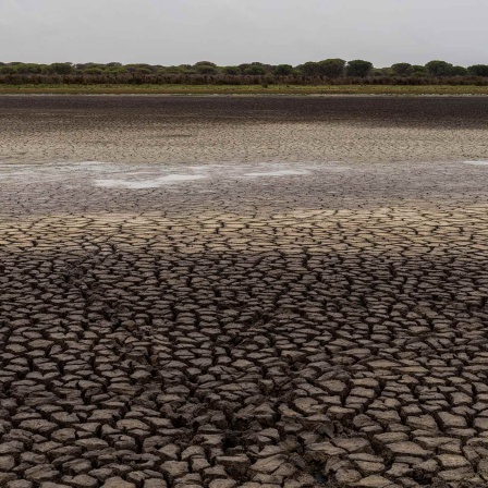 Durch Hitze und Dürre in Spanien trocknen viele Wassergebiete im Doñana Nationalpark aus. 