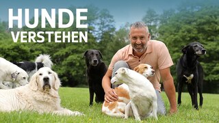 Hund-Mensch-Coach Andreas Ohligschläger mit mehreren Hunden