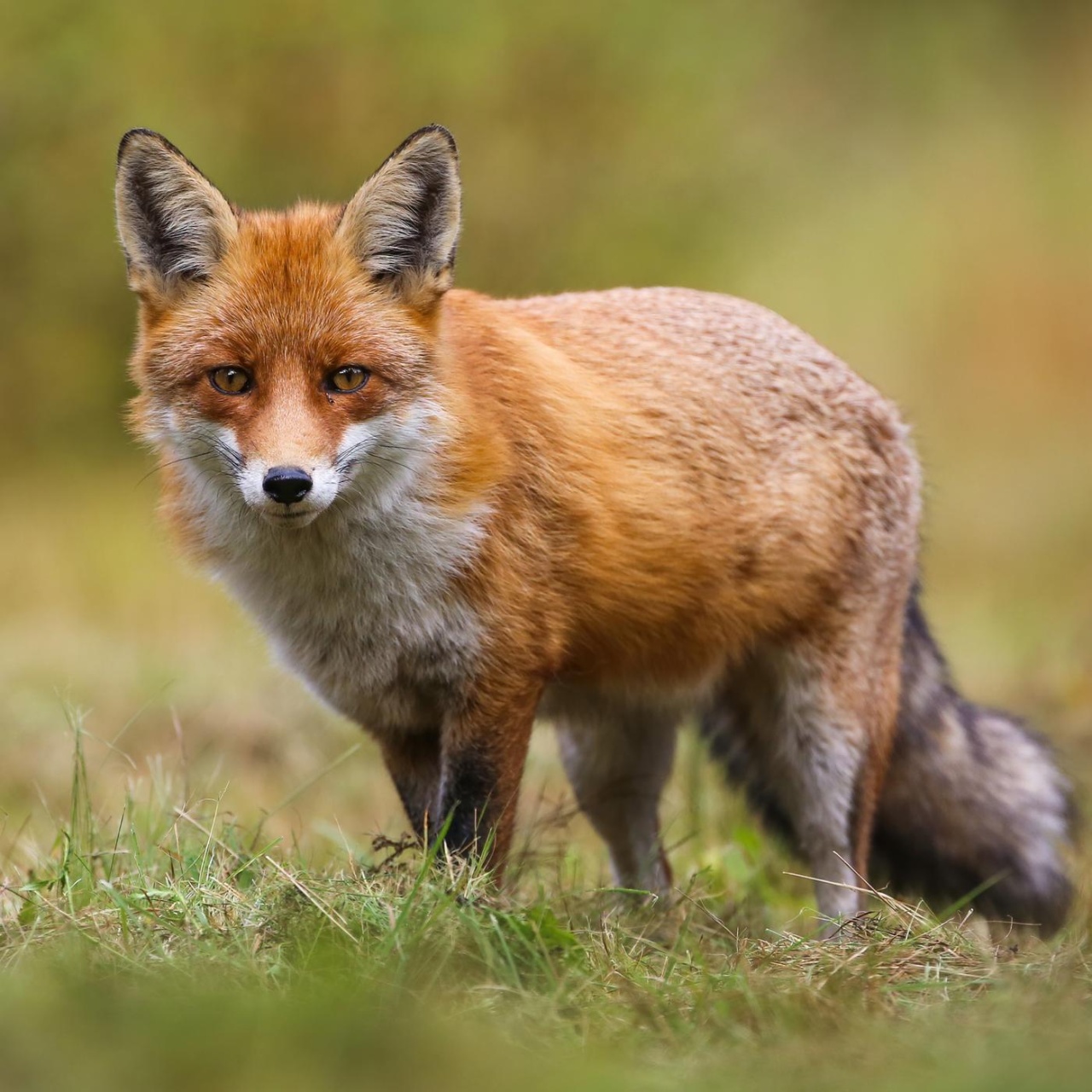 Das Geheimnis Musikalische Rätsel und Krimis zum Mitraten · Alles