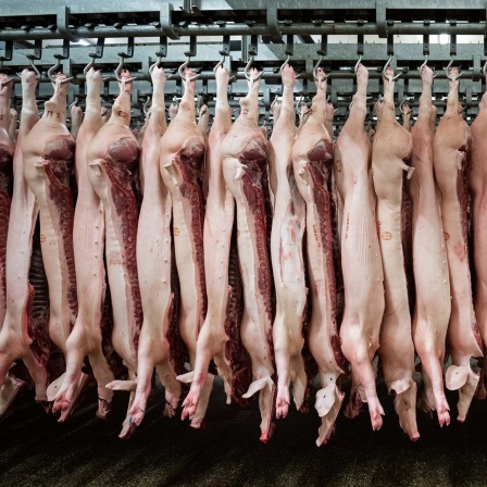 Halbierte Schweine hängen in einem Schlachthof an den Haken. 