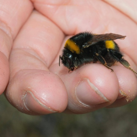 Erdhummel