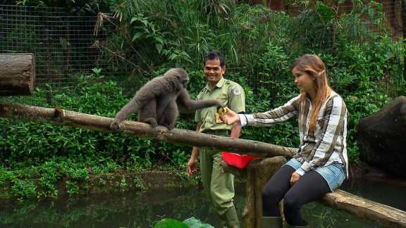 Anna, Paula, Pia Und Die Tiere - Anna Und Die Wilden Tiere: Der Gesang Der Gibbons