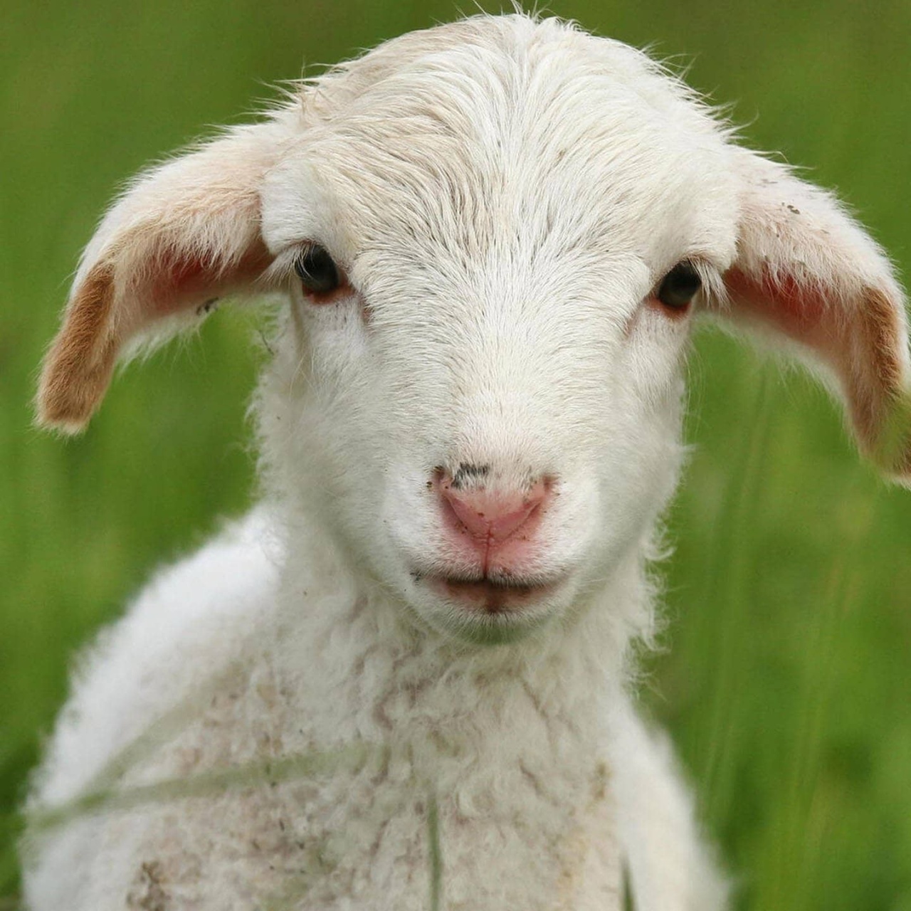 SWR3 Comedy · Die Tierdocs: Lamm rennt schnell · Podcast in der ARD ...