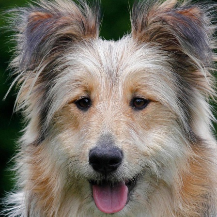 Ein Mischlingshund auf einer Wiese