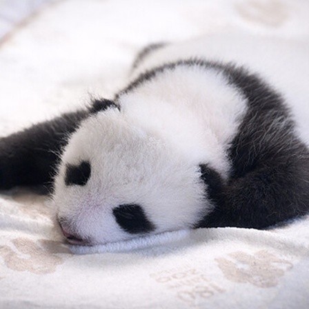 Eines der beiden kleinen Pandabären in Berlin liegt auf einer Decke