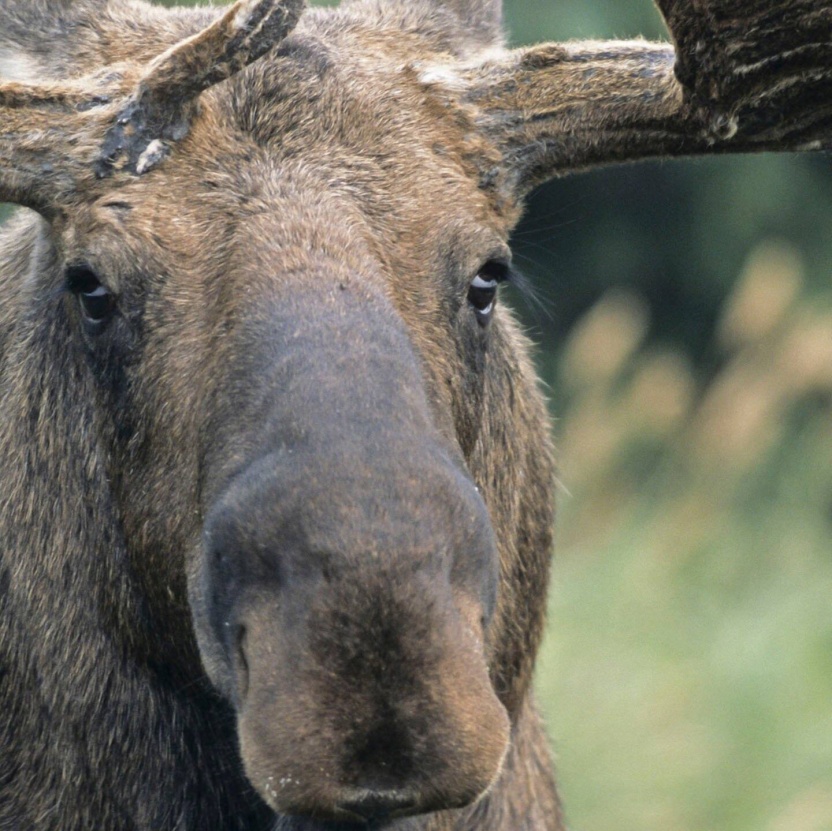 Cover: Die Tierdocs: Elch knutscht
