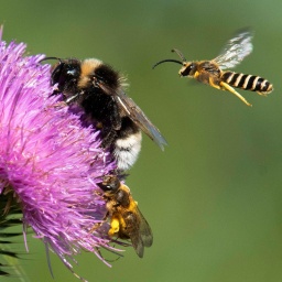 Hummel und Wildbienen an einer Distelblüte