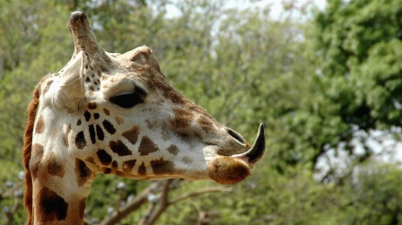 Kopf einer Giraffe vor Bäumen, sie steckt die Zunge raus, seitlich (Quelle: rbb/OHRENBÄR/Birgit Patzelt)