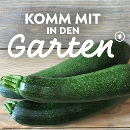 Auf einem Tisch liegen drei dunkelgrüne Zucchini.