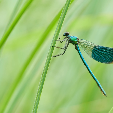Libelle