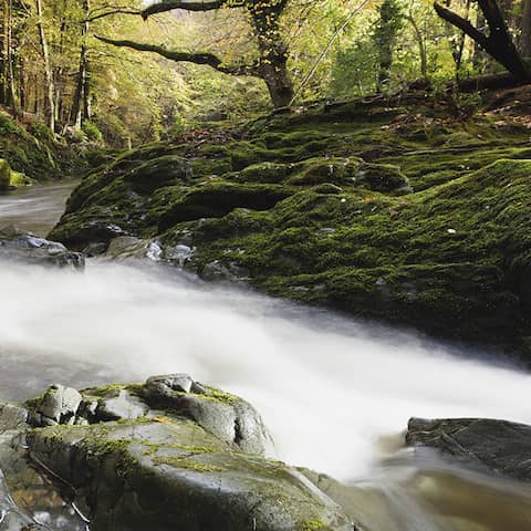 Der Tollymore Forest in Nordirland (Quelle: imago images / Design Pics)