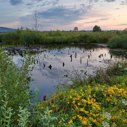 Blick auf das Naturschutzgebiet Großes Torfmoor. 