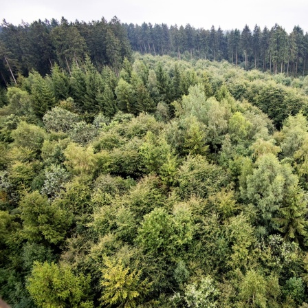 Blick in einen Mischwald der Niedersächsischen Landesforsten im Solling