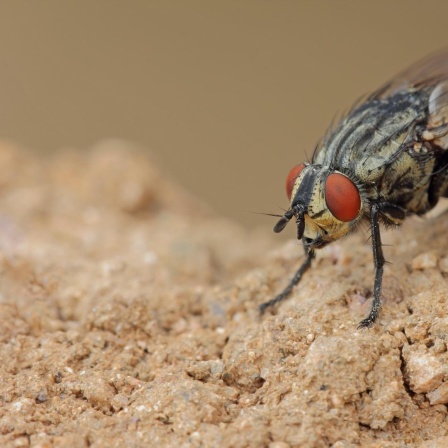 Fleischfliege, Sarcophagidae