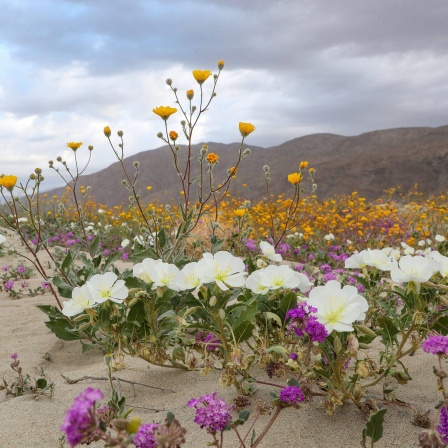 Die Wüste blüht! In Kaliforniens Anza Borrego Desert State Park sprießen Kakteen und Sukkulenten