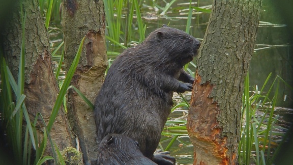 Die Maus - Warum Fällen Biber Bäume.